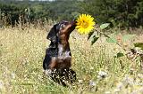 BEAUCERON - PUPPIES 230